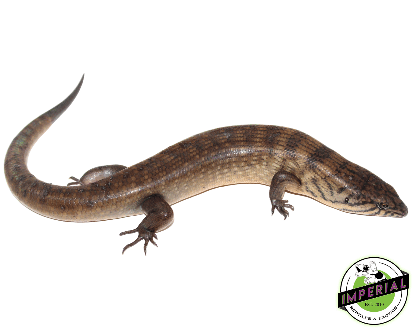 skink for sale, buy reptiles online