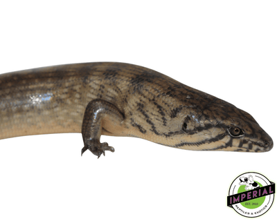 ground skink for sale, buy reptiles online