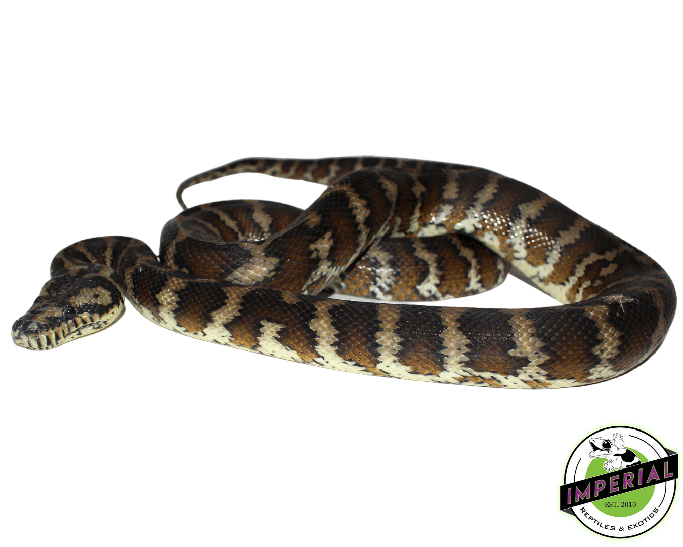 Ij Carpet Python