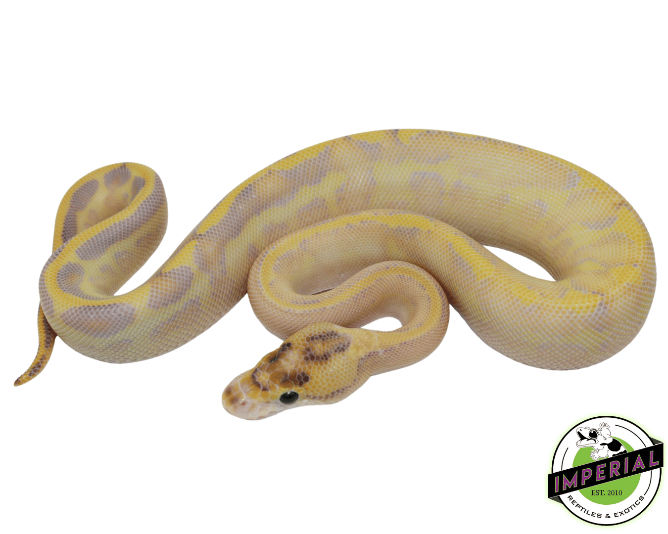 Ball Python For Sale - Imperial Reptiles – IMPERIAL REPTILES & EXOTICS