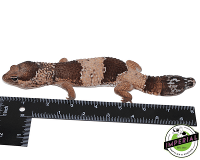 African Fat Tail gecko for sale, buy reptiles online