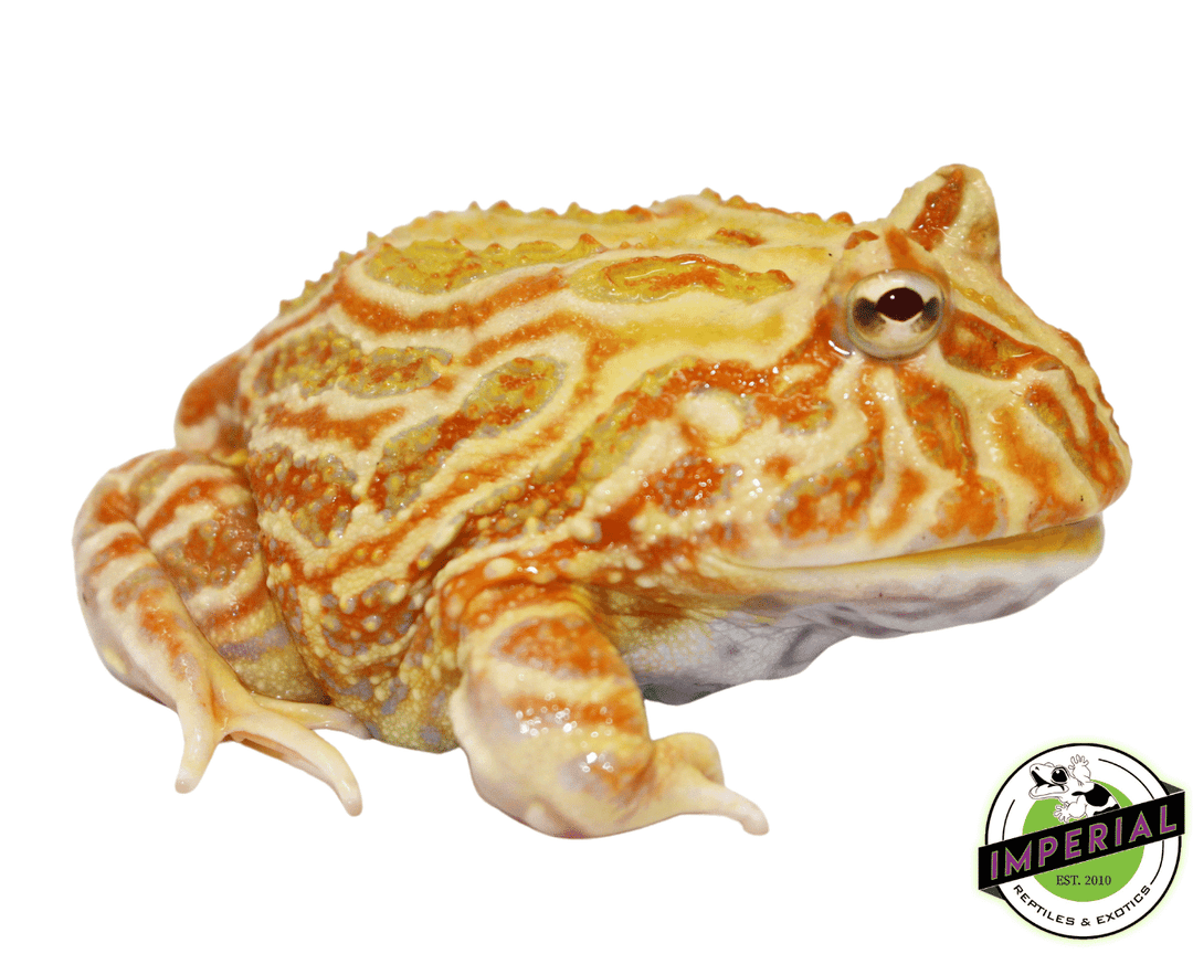 Strawberry Pineapple Pacman Frog Strawberry Pineapple Pacman For