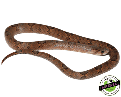 kukri snake for sale, buy reptiles online