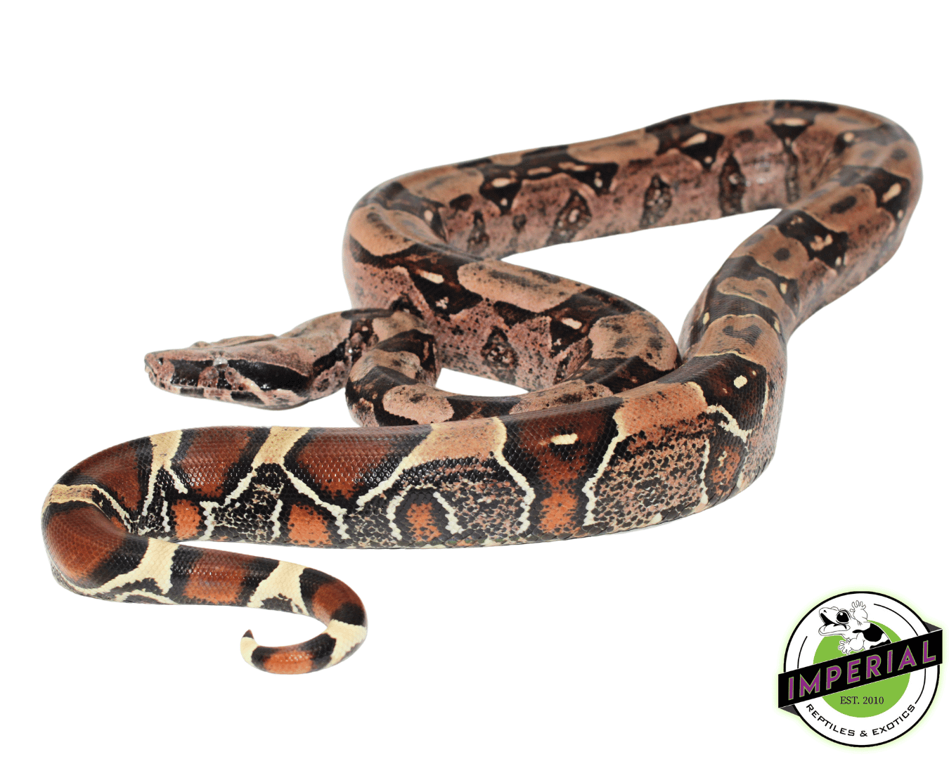Guyana Red Tail Boa For Sale - Imperial Reptiles – IMPERIAL REPTILES