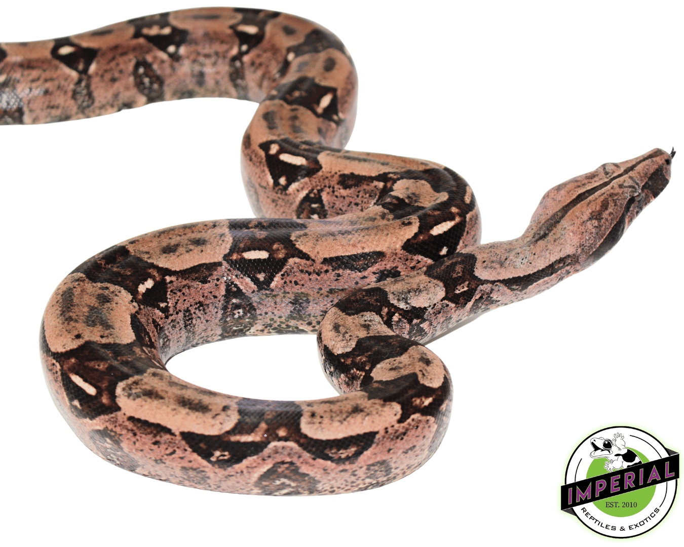 Guyana Red Tail Boa For Sale - Imperial Reptiles – IMPERIAL REPTILES