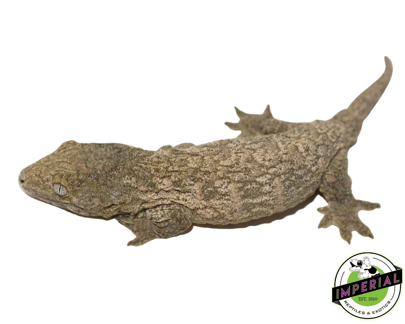Nu Ami Leachianus Gecko For Sale Imperial Reptiles IMPERIAL