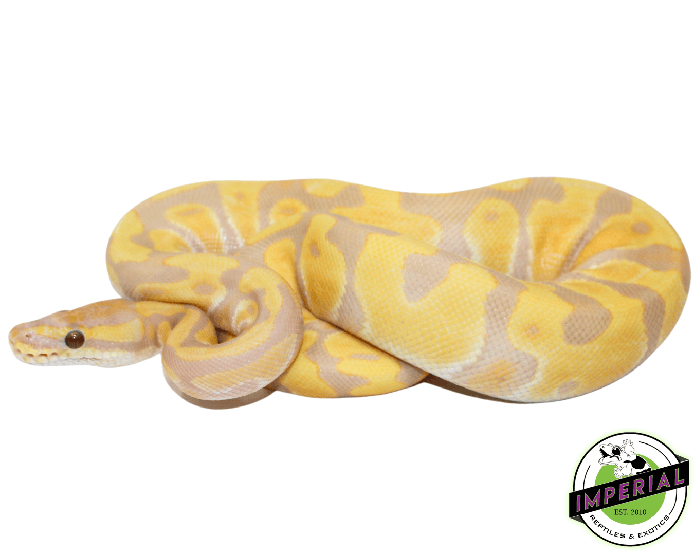 leopard enchi candy ball python for sale online, buy cheap ball pythons near me