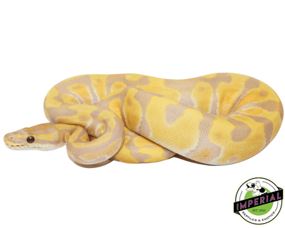 leopard enchi candy ball python for sale online, buy cheap ball pythons near me