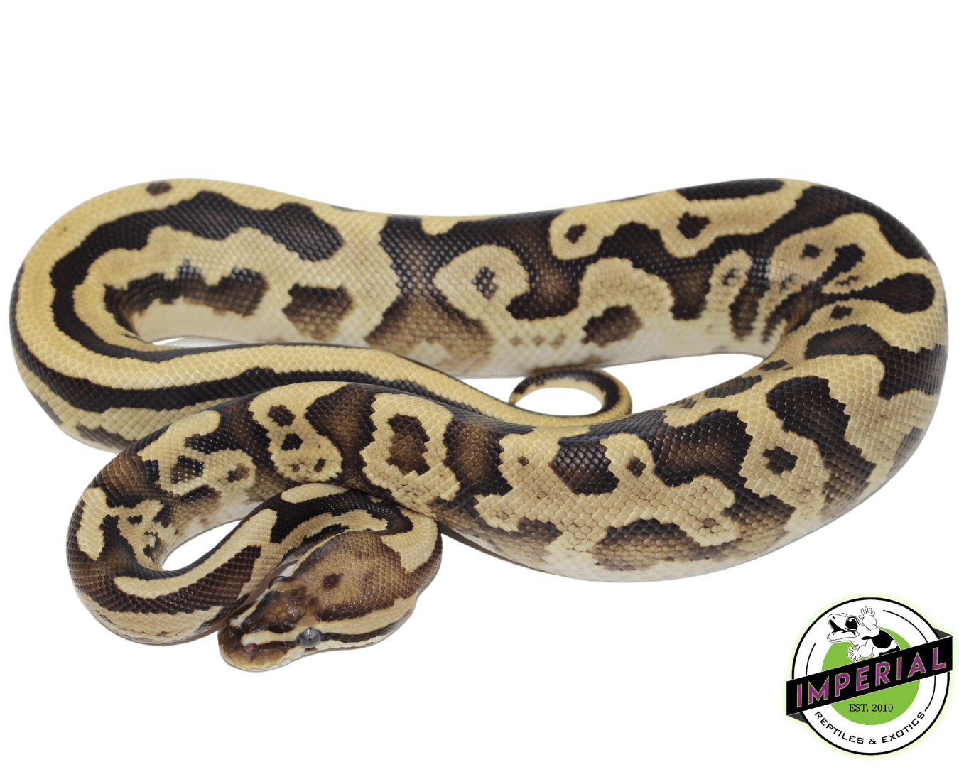 leopard fire ball python for sale, buy reptiles online