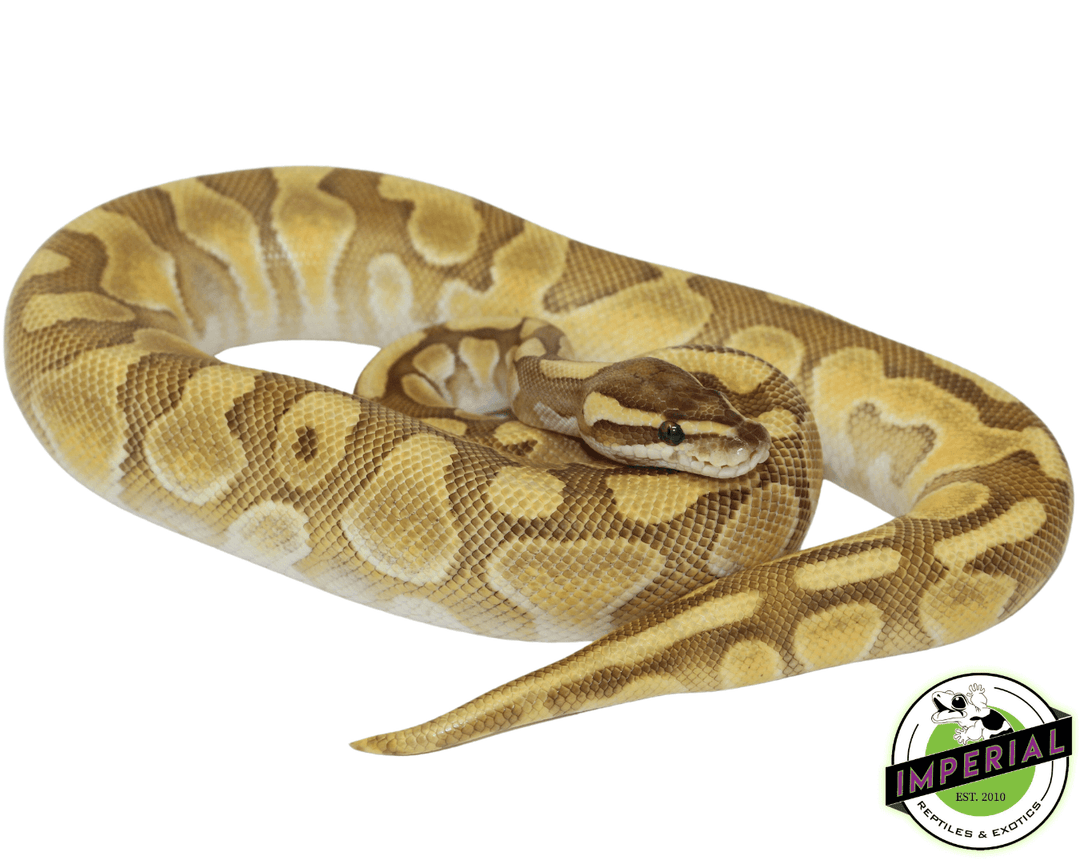 Enchi Ball Python