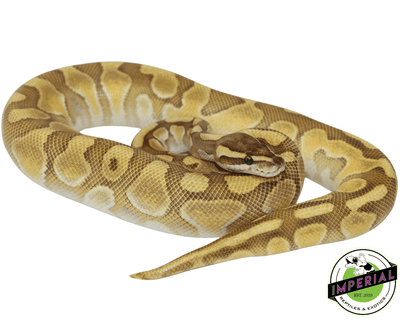 Lesser Enchi ball python for sale, buy reptiles online