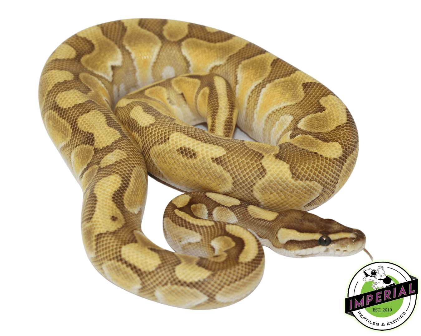 Lesser Enchi ball python for sale, buy reptiles online