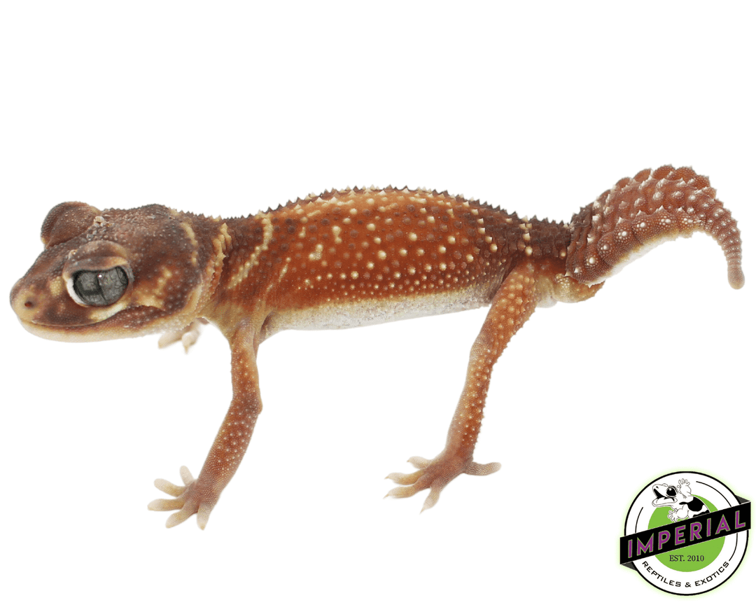 Red Smooth Knob Tail Gecko For Sale - Imperial Reptiles