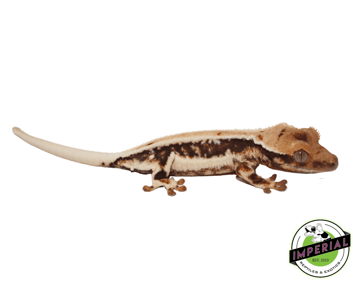 lilly white crested gecko for sale online, buy crested geckos at cheap prices
