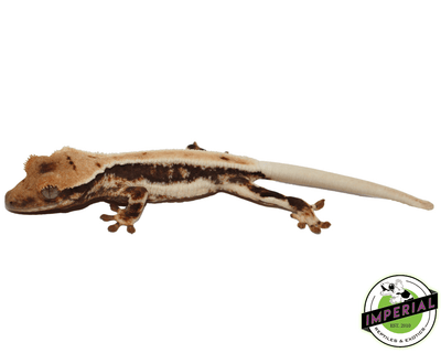 buy lilly white crested gecko for sale online, buy crested geckos at cheap prices