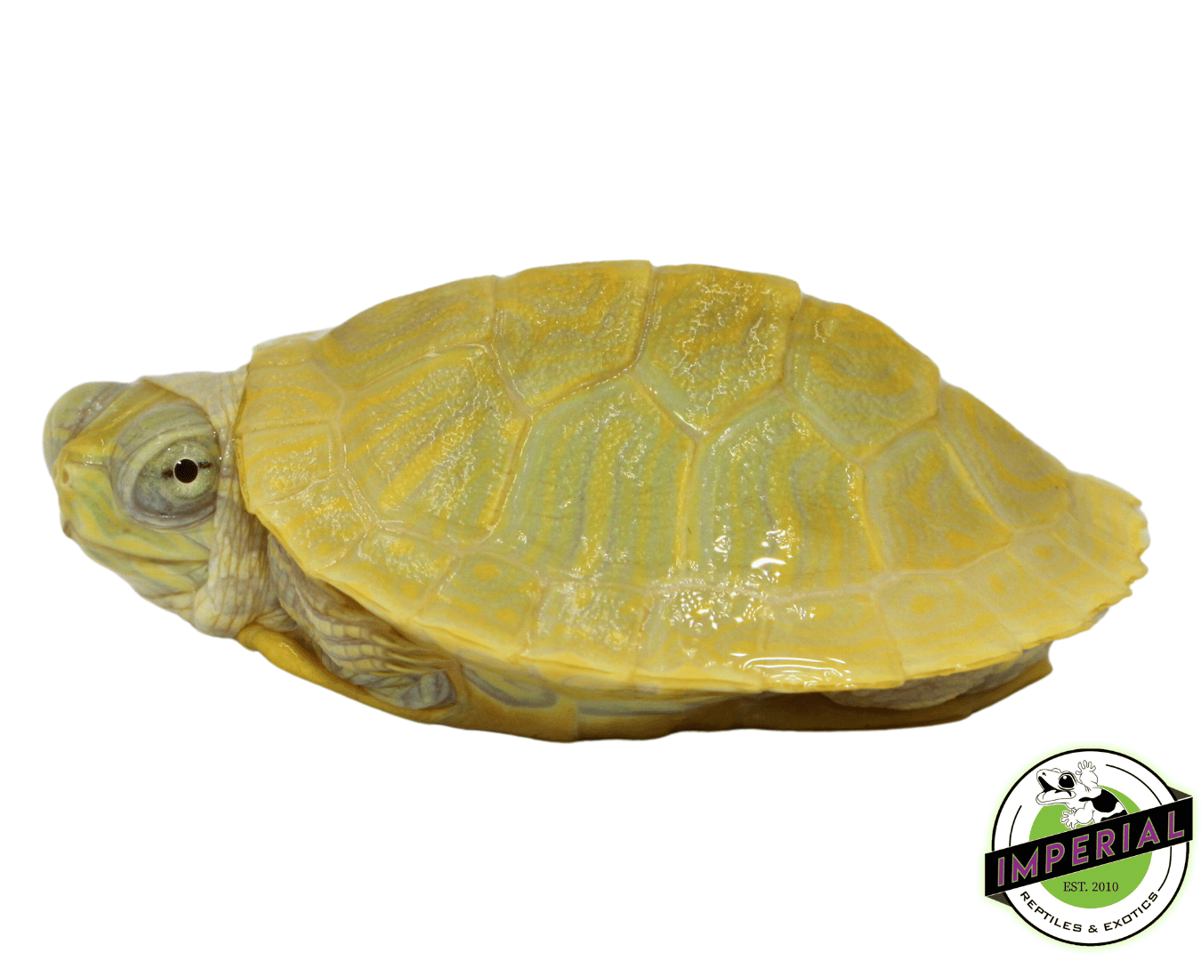 Lime Albino Red Ear Slider Turtle For Sale - Imperial Reptiles