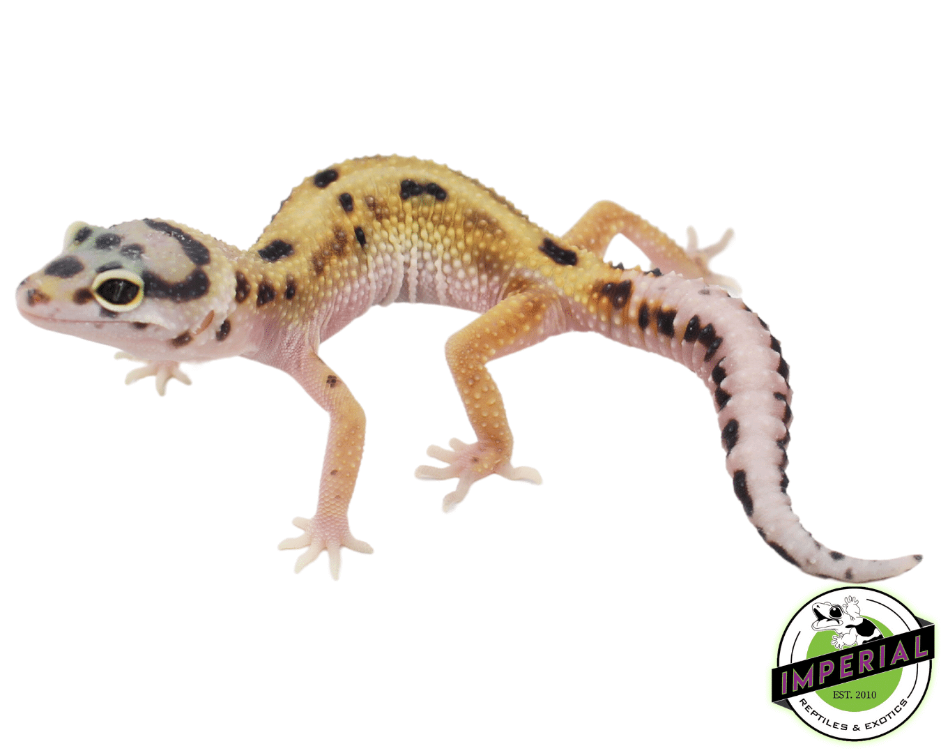 leopard geckos for sale online