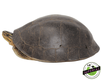 asian box turtle for sale, buy reptiles online