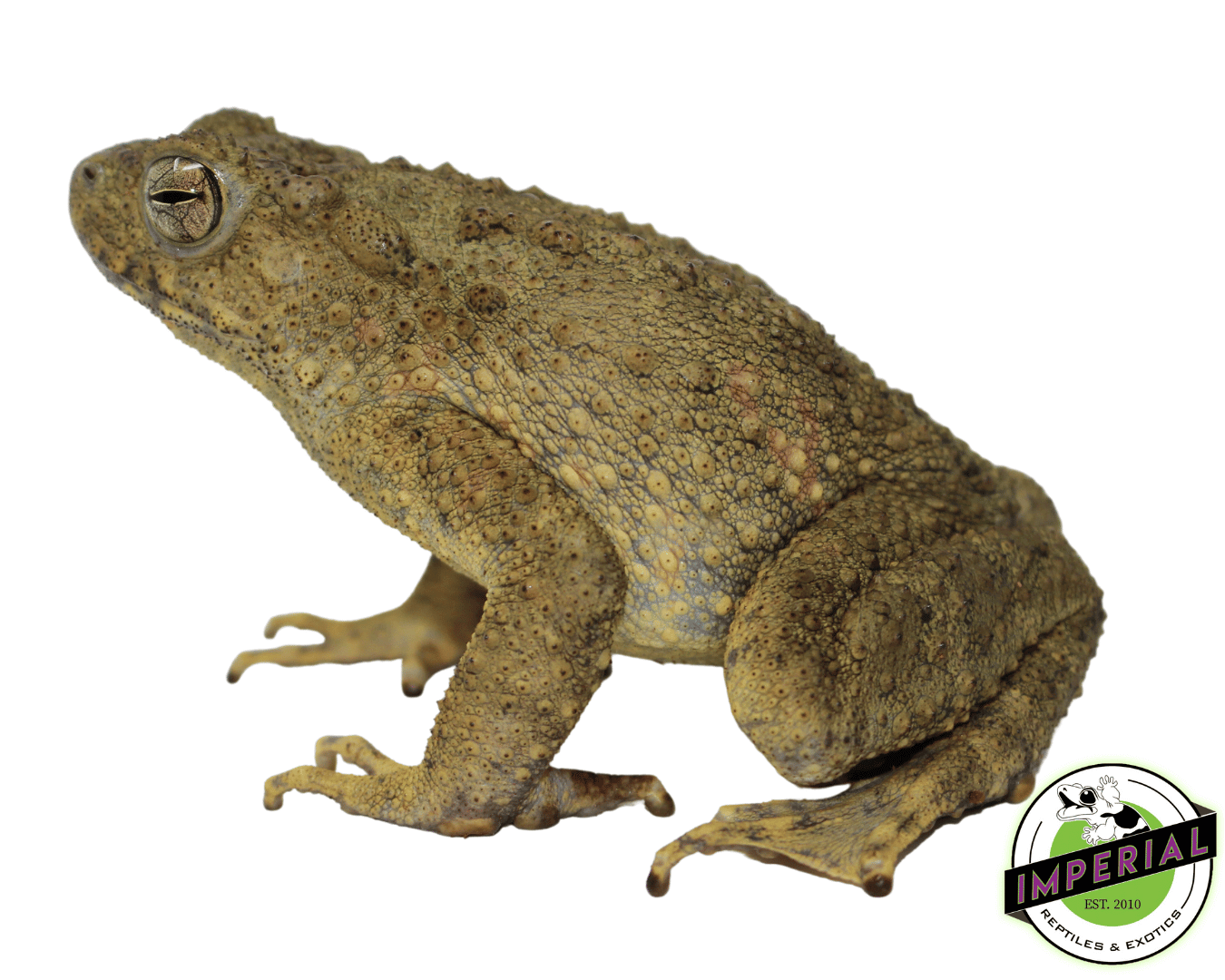 Asian Giant Toad For Sale - Imperial Reptiles – IMPERIAL REPTILES Asian Giant Toad For Sale - Imperial Reptiles – IMPERIAL REPTILES