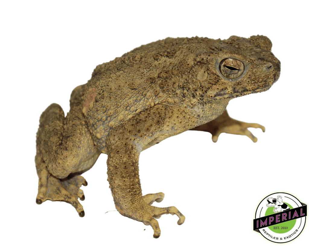 malaysian-giant-toads-for-