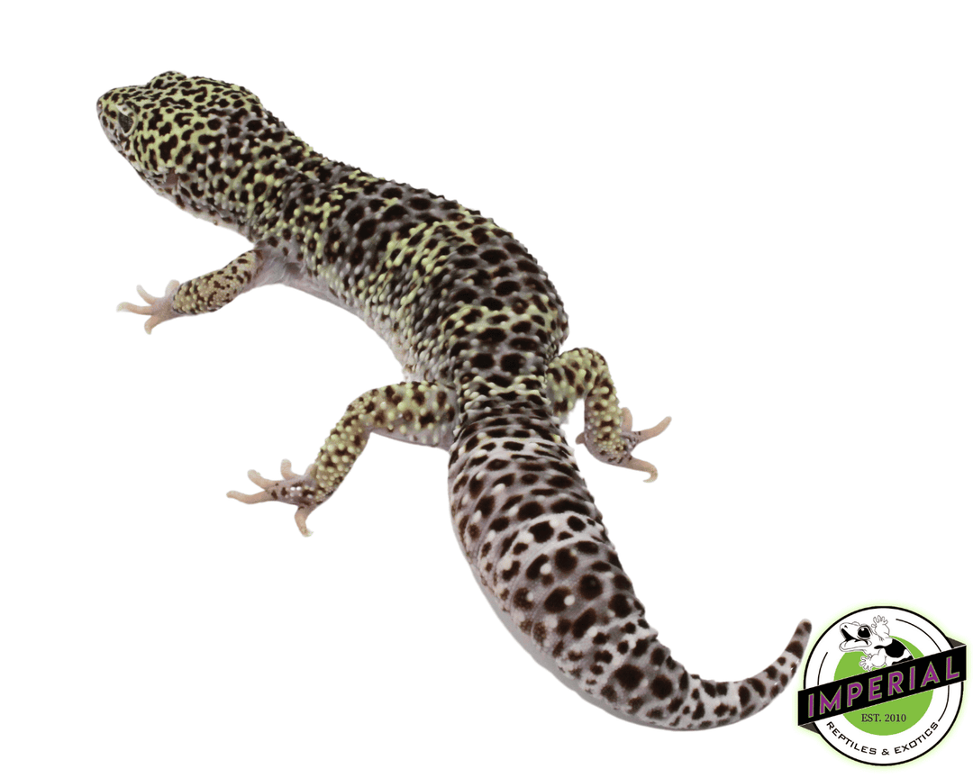 Mack Snow Leopard Gecko Female Hypo Mack Snow Leopard Gecko