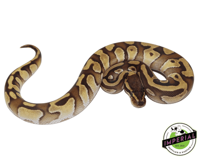 Mochi Yellowbelly ball python for sale, buy reptiles online