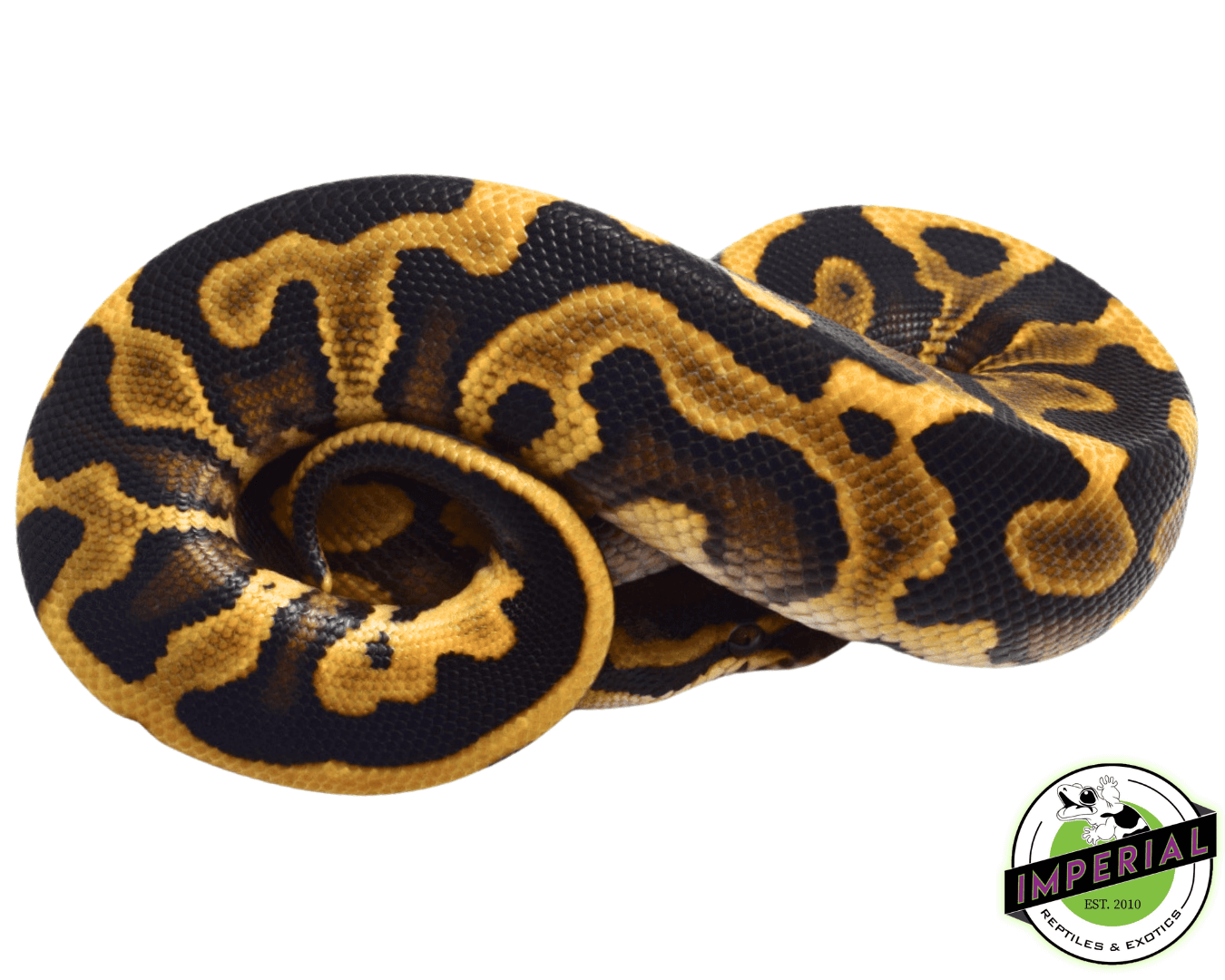 mojave leopard ball python for sale online, buy cheap ball pythons near me
