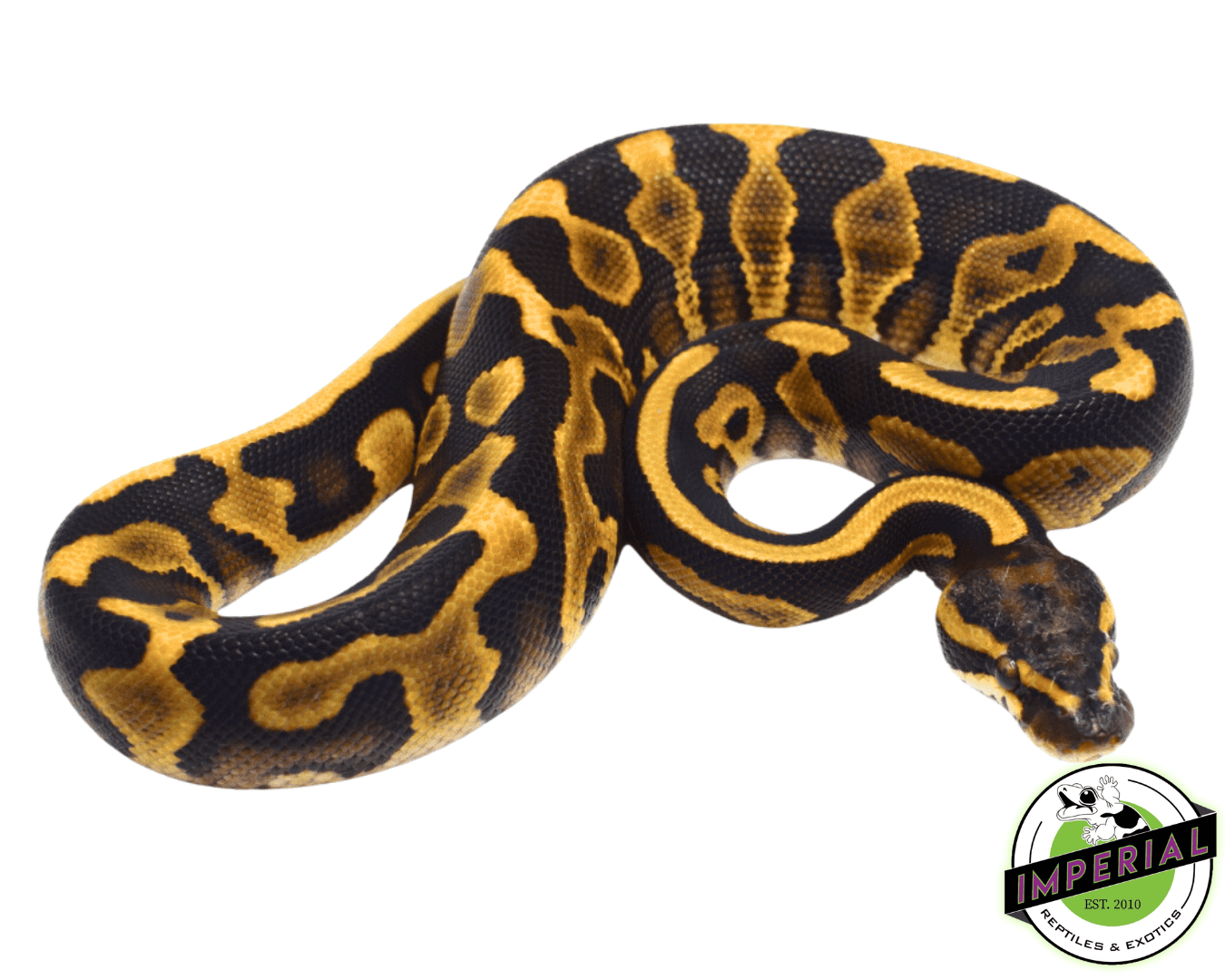 Mojave Leopard Ball Python For Sale - Imperial Reptiles – IMPERIAL ...