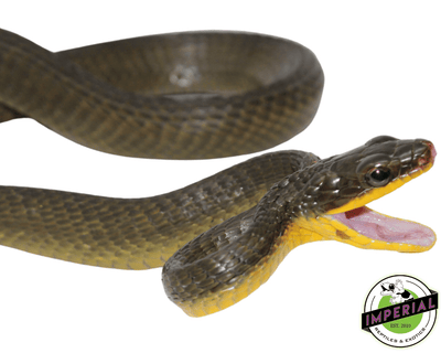 bird snake for sale, buy reptiles online