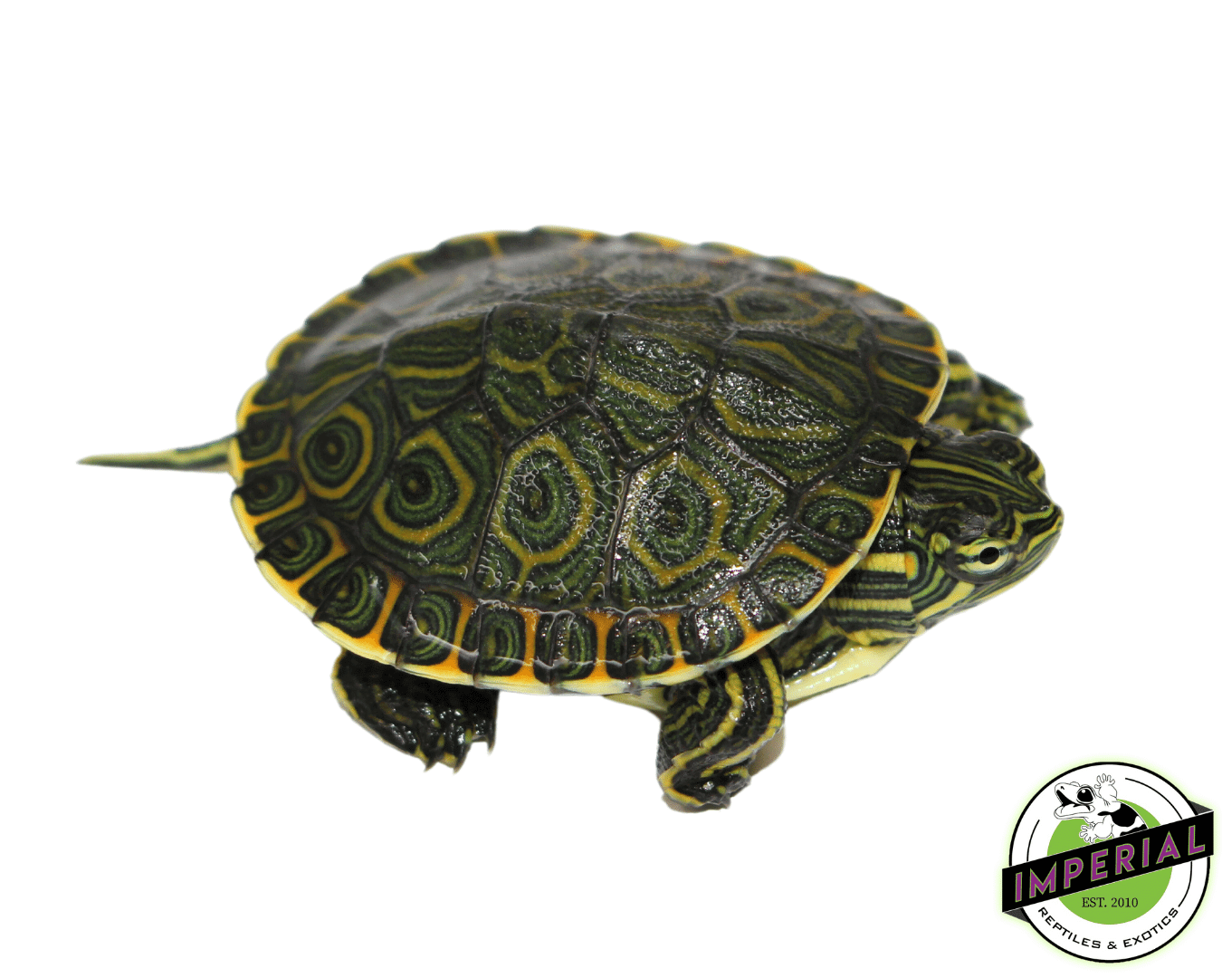 Nicaraguan Slider Turtle For Sale - Imperial Reptiles – IMPERIAL ...