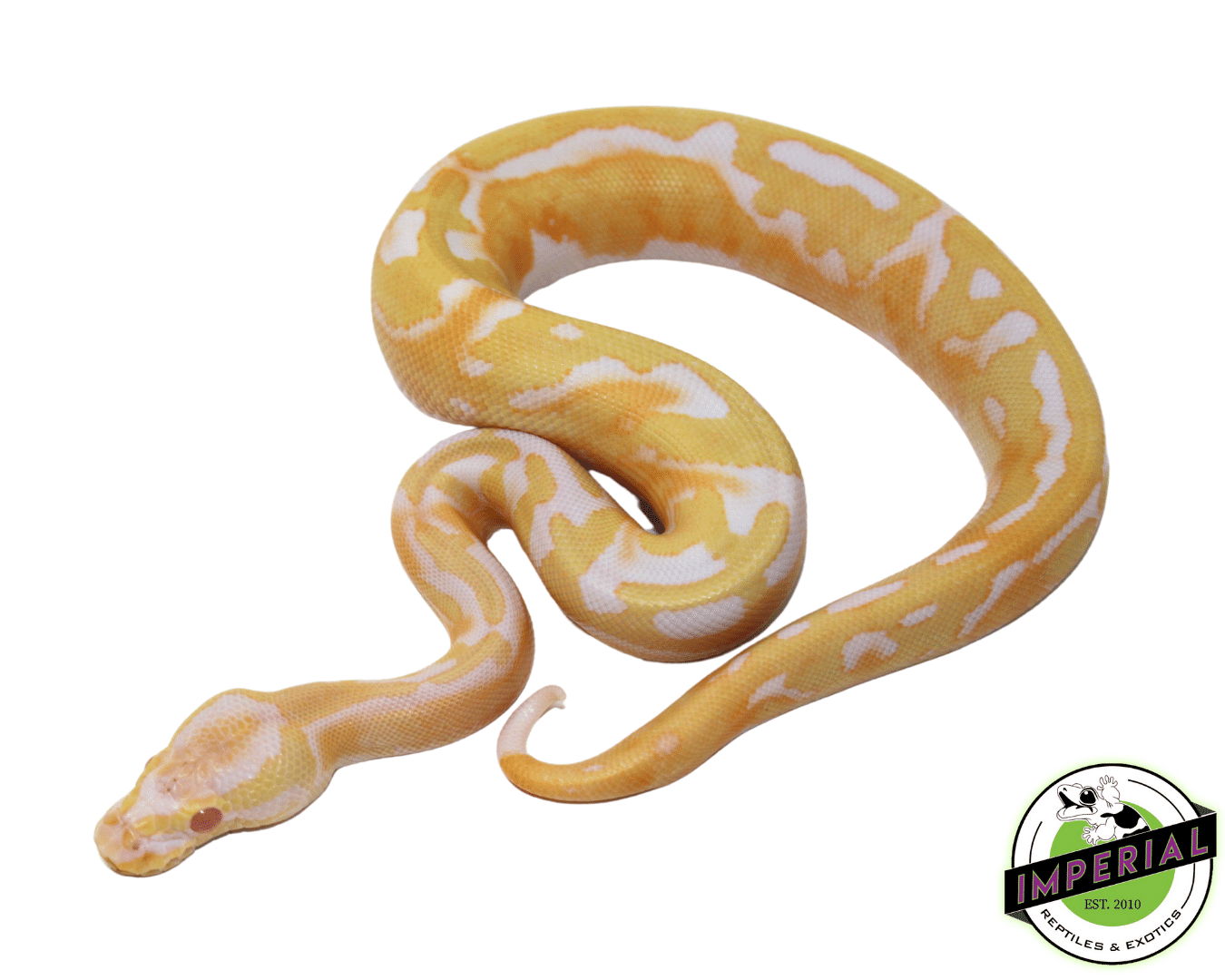 Ball Python For Sale - Imperial Reptiles – IMPERIAL REPTILES & EXOTICS