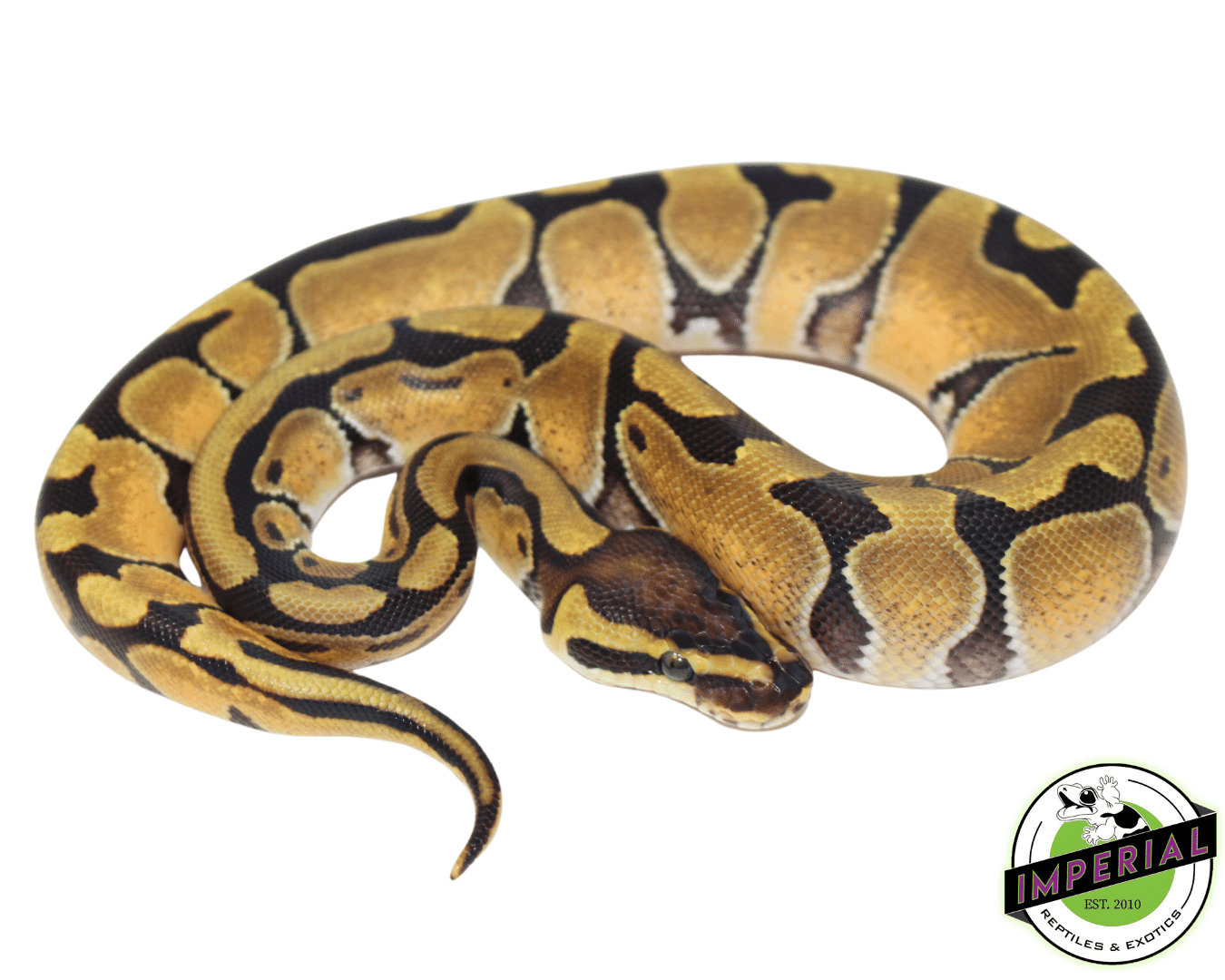 8 Ft Ball Python Ball Python For Sale - Imperial Reptiles – IMPERIAL REPTILES & EXOTICS