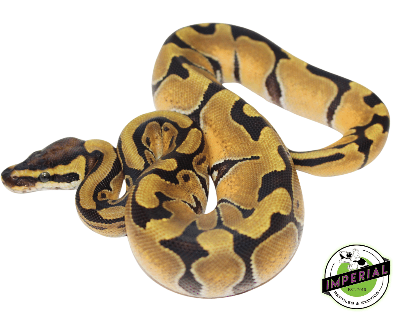 8 Ft Ball Python Ball Python For Sale - Imperial Reptiles – IMPERIAL REPTILES & EXOTICS