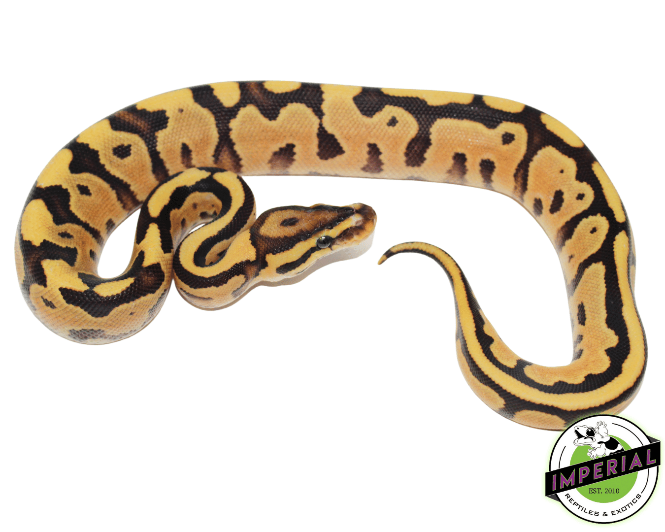 Ball Python For Sale - Imperial Reptiles – IMPERIAL REPTILES