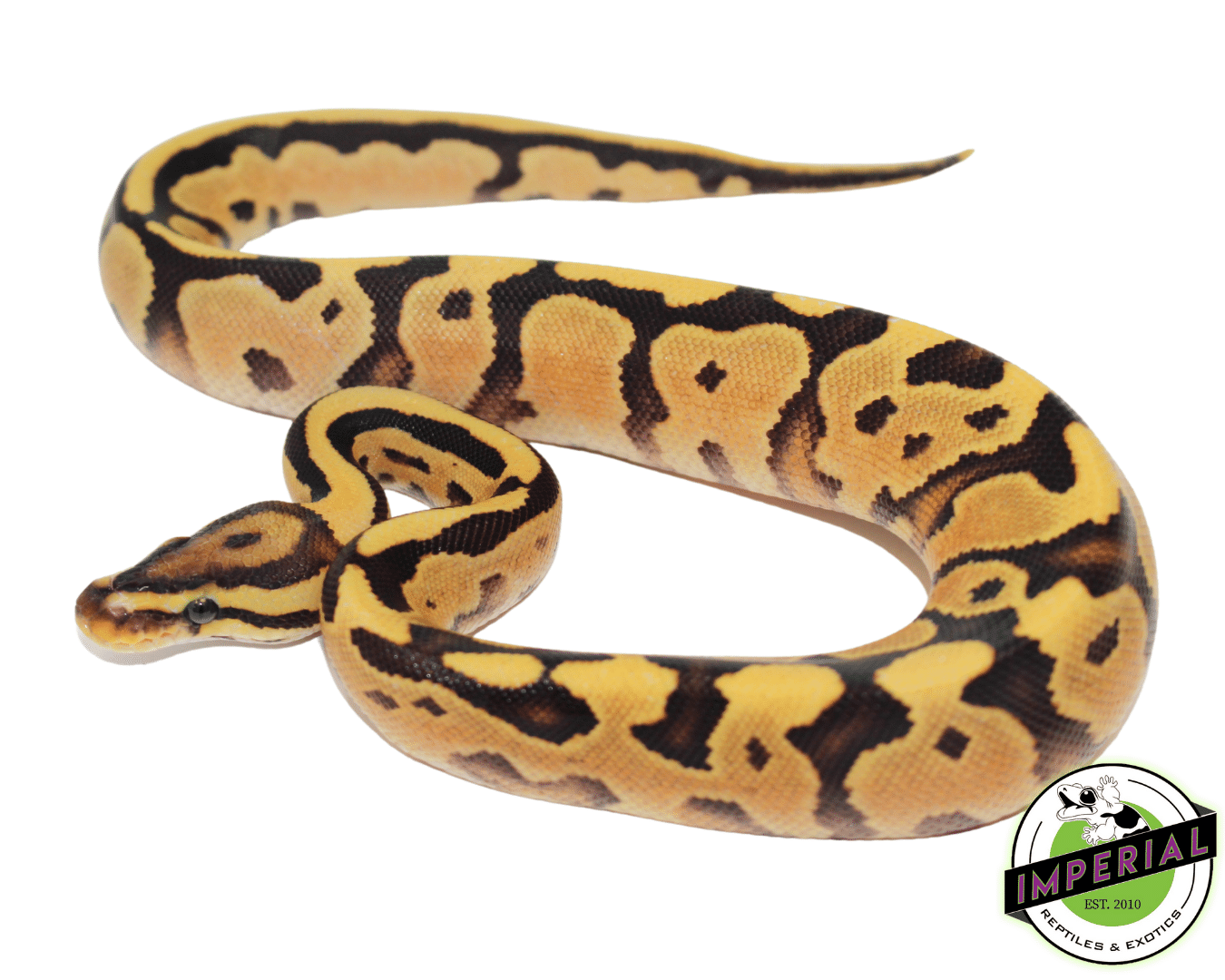 8 Ft Ball Python Ball Python For Sale - Imperial Reptiles – IMPERIAL REPTILES & EXOTICS