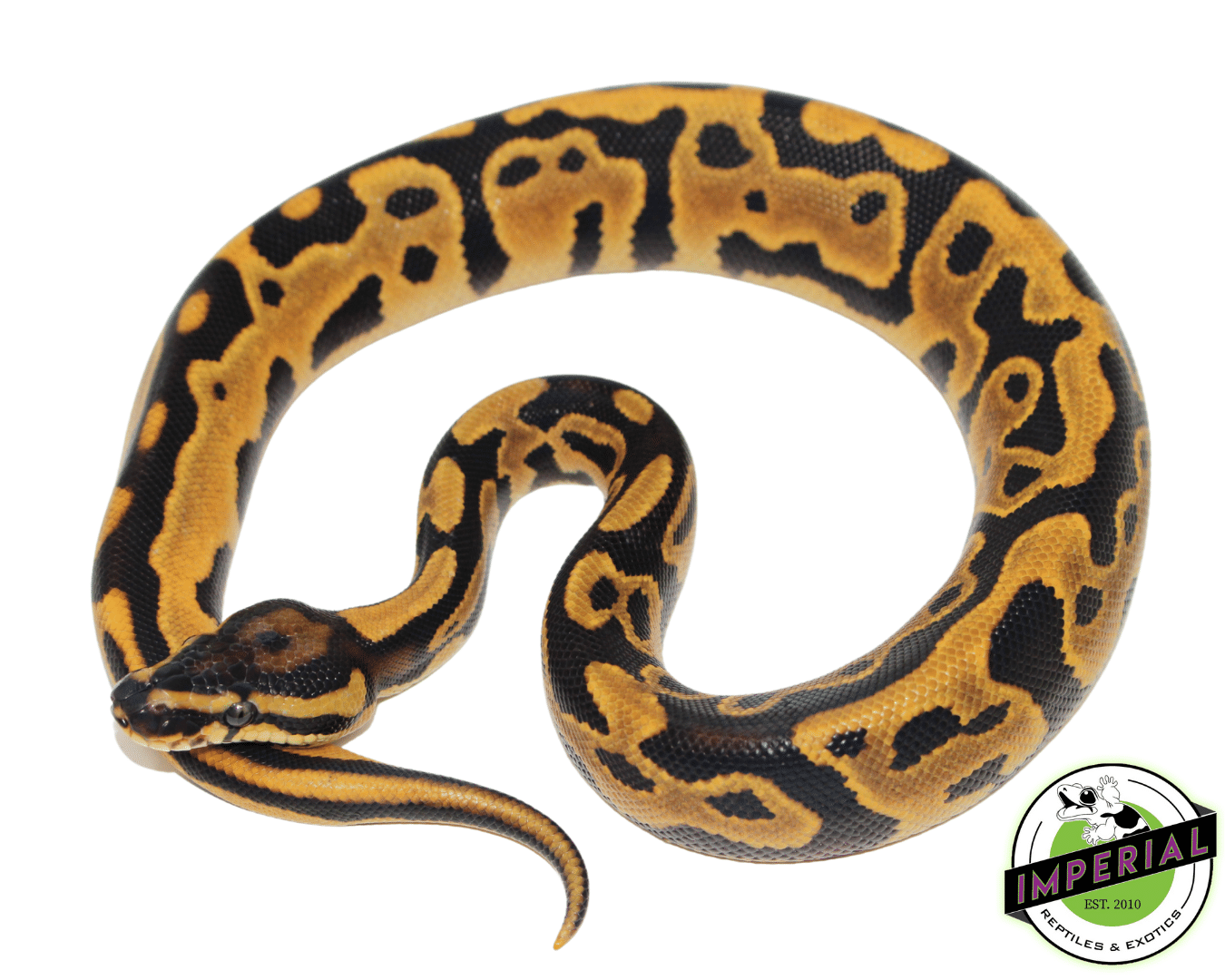 8 Ft Ball Python Ball Python For Sale - Imperial Reptiles – IMPERIAL REPTILES & EXOTICS