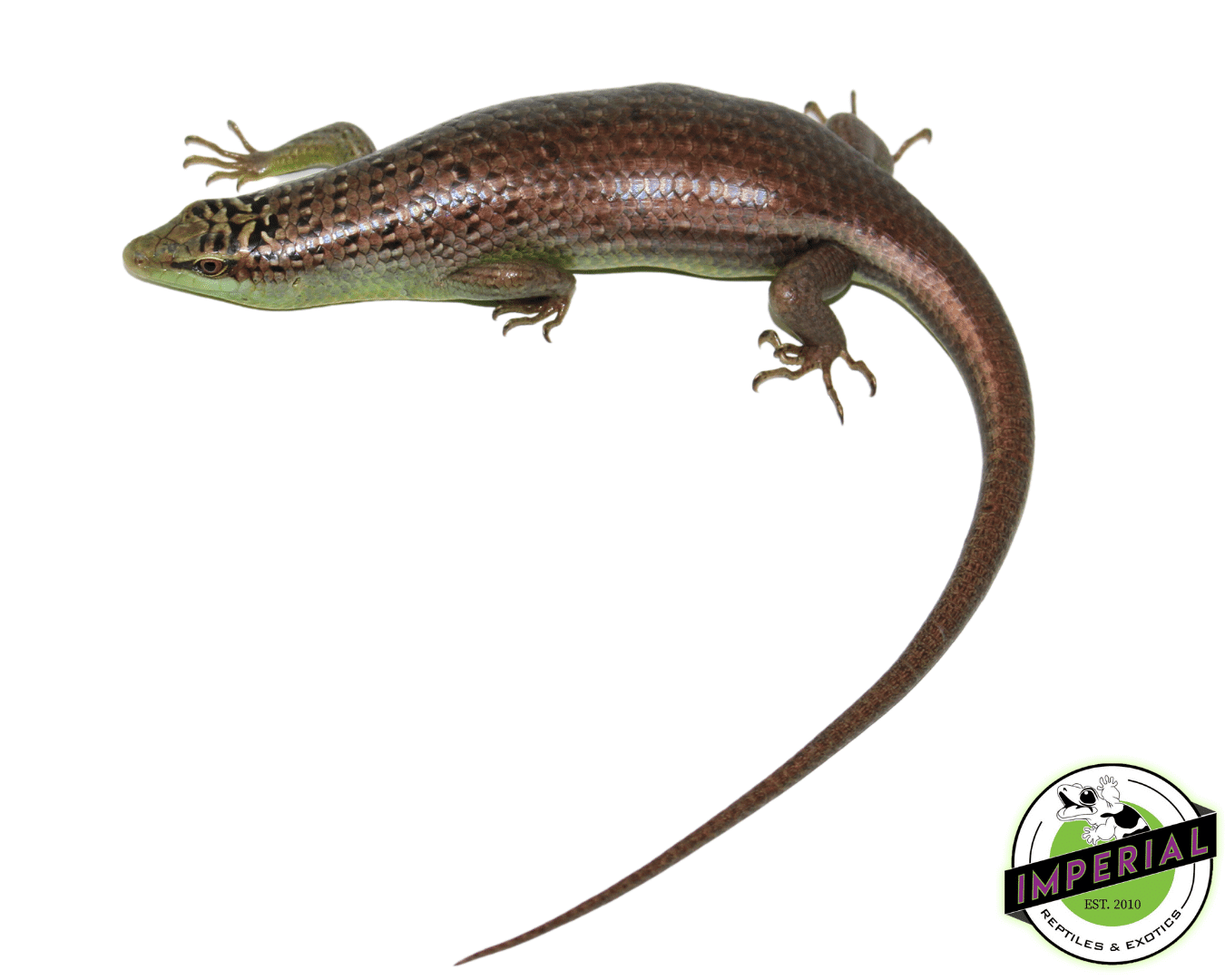 Olive Tree Skink For Sale - Imperial Reptiles – IMPERIAL REPTILES & EXOTICS