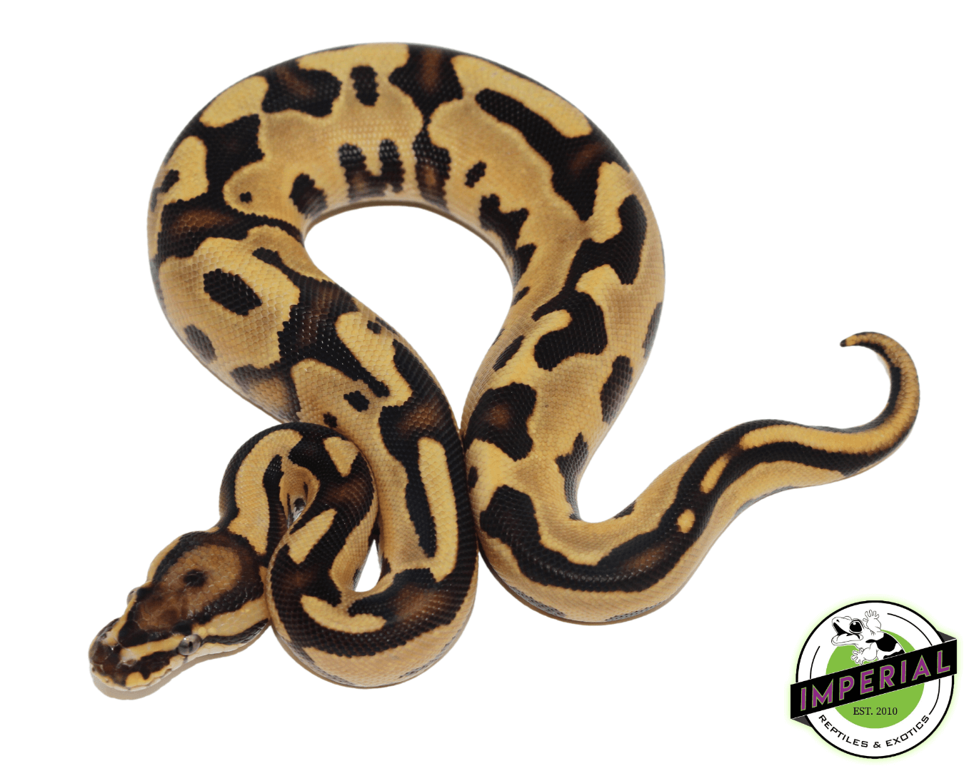 Orange Dream Fire Leopard Ball Python For Sale - Imperial Reptiles ...
