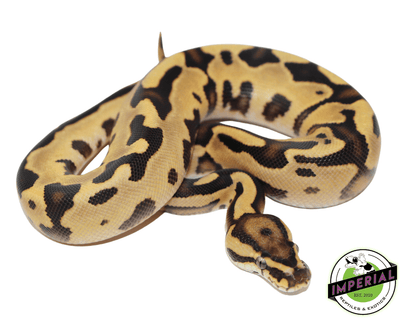 Orange Dream Fire Leopard ball python for sale, buy reptiles online