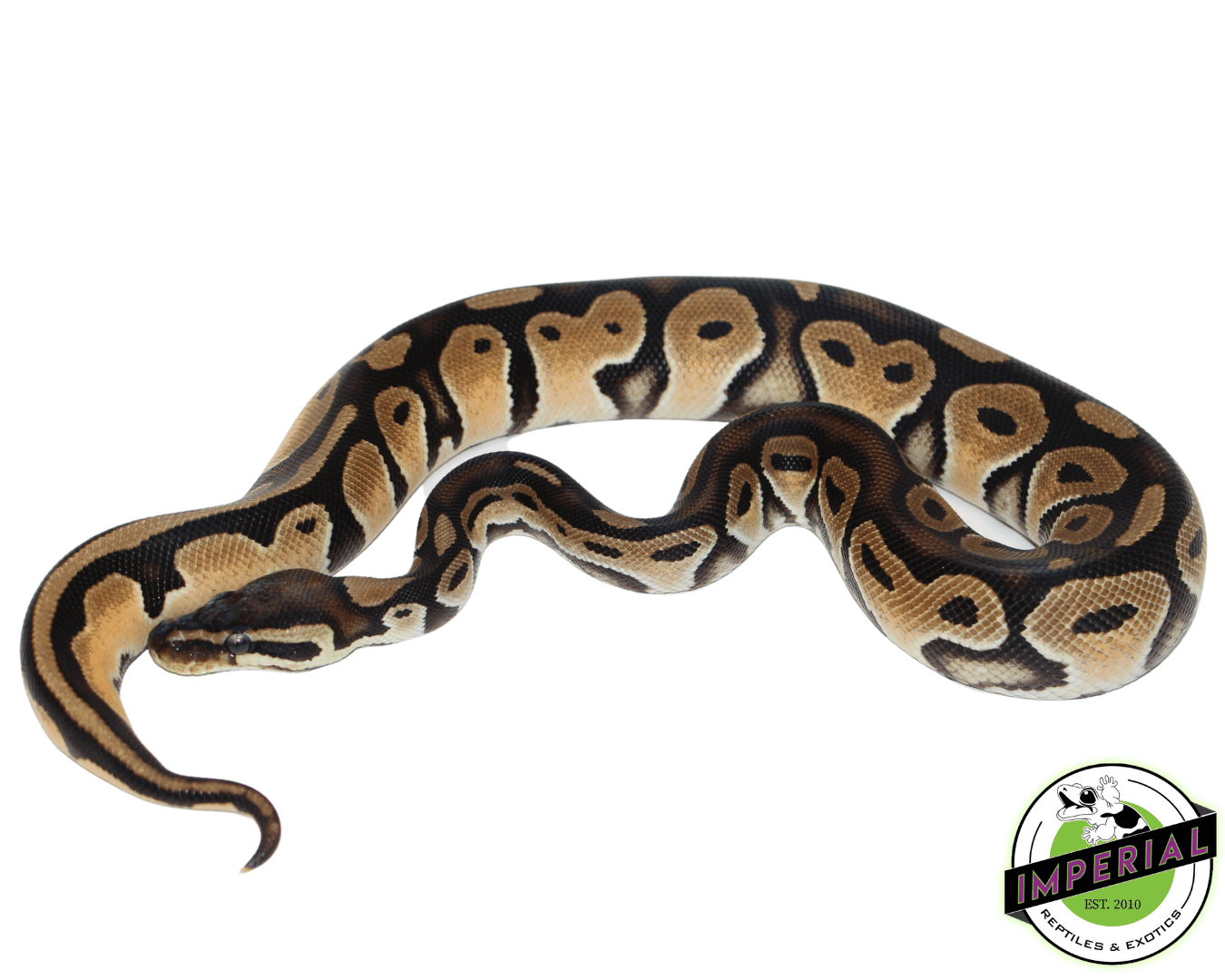 Orange Dream HRA Ball Python For Sale - Imperial Reptiles – IMPERIAL ...