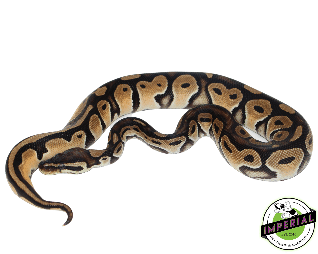 ball python for sale, buy reptiles online