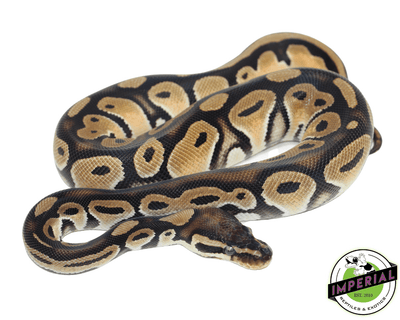 OD HRA ball python for sale, buy reptiles online