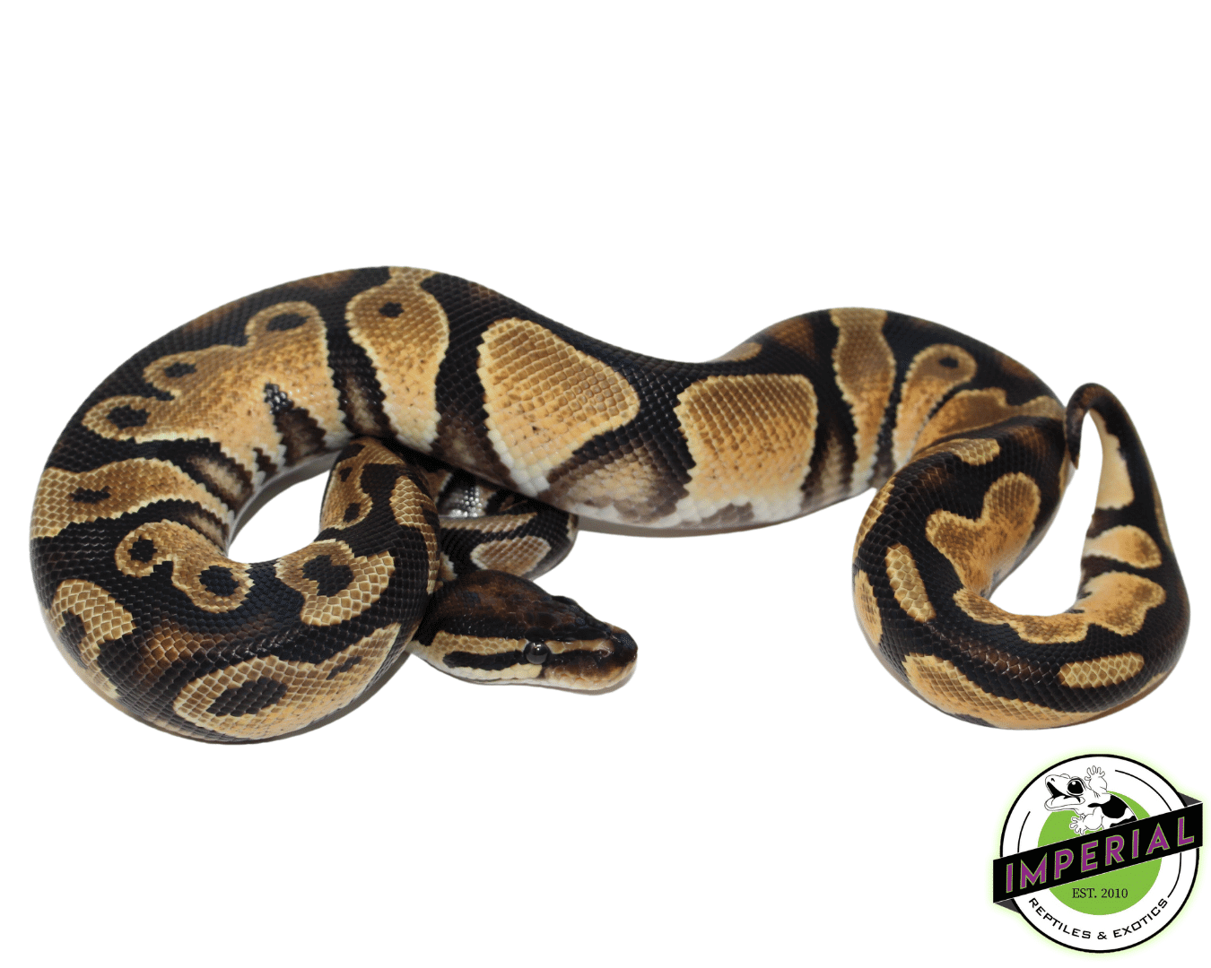 Royal Python Belly Yellow Belly Royal Python