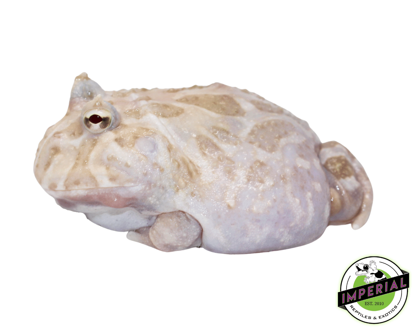 White Mutant Pacman Frog Young Adult For Sale - Imperial Reptiles