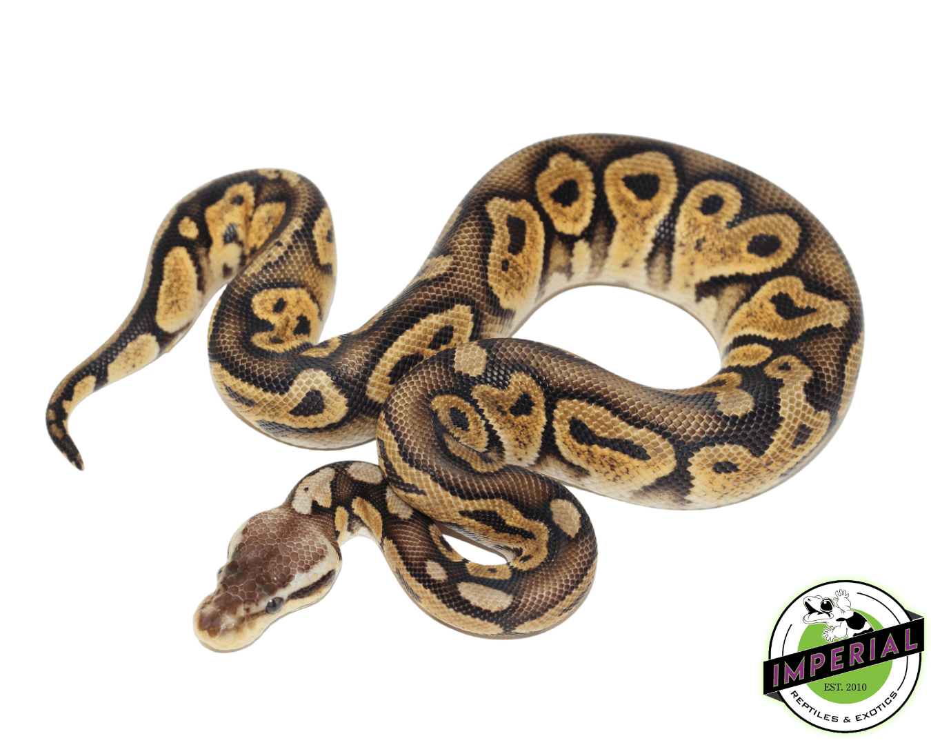 Pastel Bongo Ball Python For Sale - Imperial Reptiles – IMPERIAL