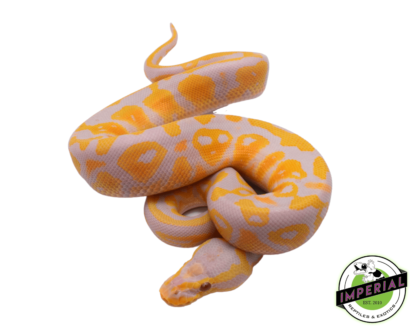 Pastel Candy Ball Python For Sale - Imperial Reptiles – IMPERIAL ...