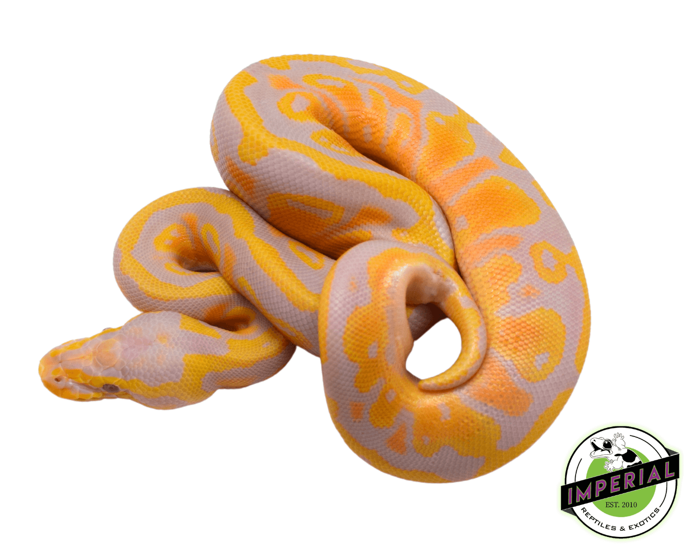 Pastel Candy Ball Python For Sale - Imperial Reptiles – IMPERIAL ...