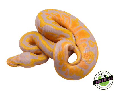 pastel candy ball python for sale online, buy cheap ball pythons near me