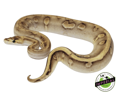 Pastel Enchi Champagne ball python for sale, buy reptiles online