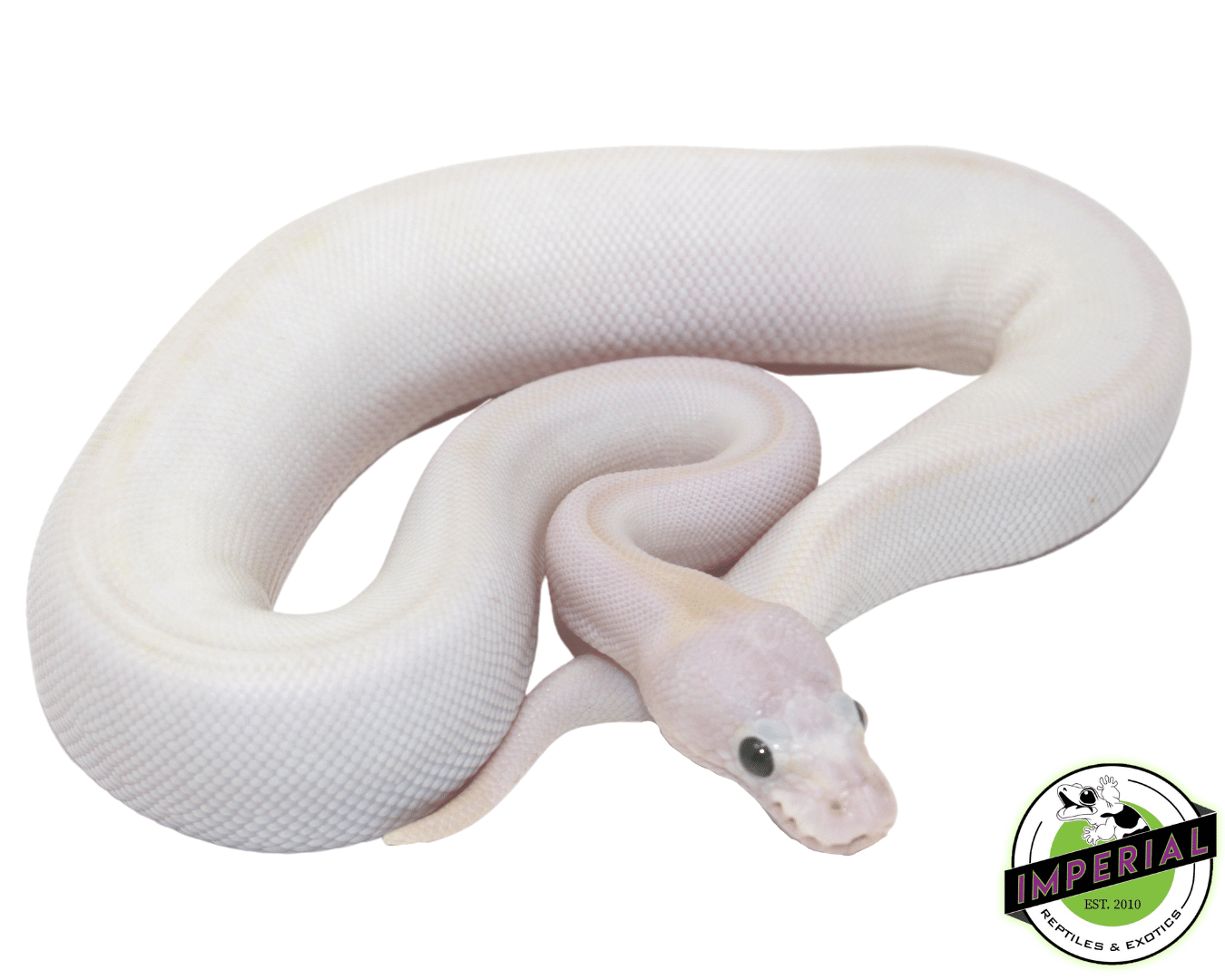 Ivory Pall Python Pastel Ivory Ball Python For Sale - Imperial Reptiles – IMPERIAL ...